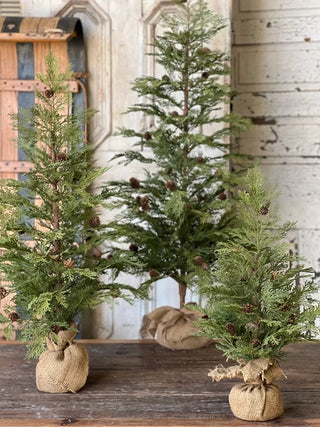 North Rim Hemlock Tree - Choose Size