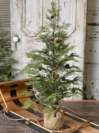 North Rim Hemlock Tree - Choose Size