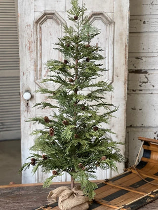 North Rim Hemlock Tree - Choose Size