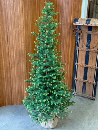 Gracious Greens Pine Tree - Choose Size