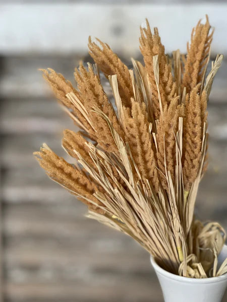 Tassel Grass Bundle