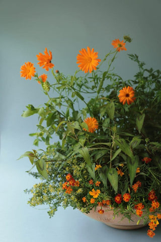 Bergs Potter The Ada Raw Rosa Planter and Saucer Set