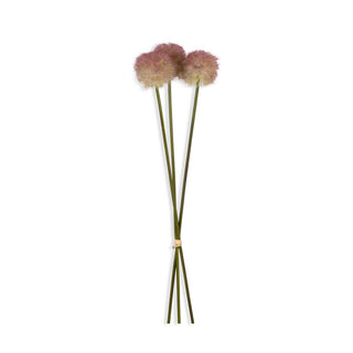 19" Allium Sunset Stem