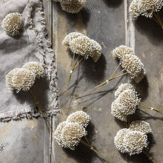 White Allium Stem Bunch