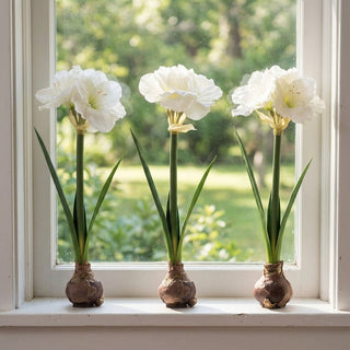 White Amaryllis With Bulb