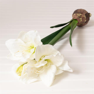 White Amaryllis With Bulb