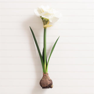 White Amaryllis With Bulb