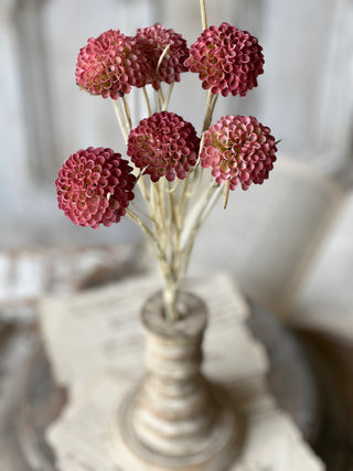 15" Lollipop Dahlia Stem Bundle - Ardent