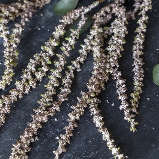 40" Amaranthus Blush Stem