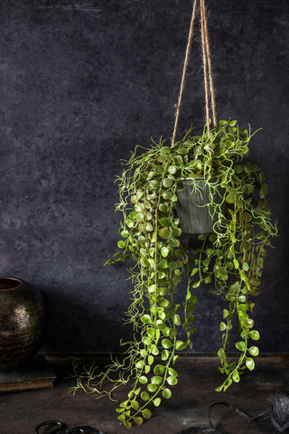 Trailing Angel Hoya Plant