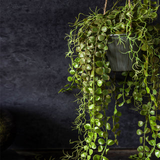 Trailing Angel Hoya Plant