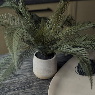 Deer Fern Plant