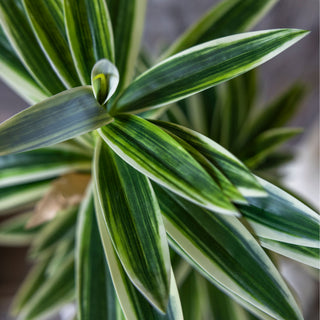 21.5" Dracena Plant
