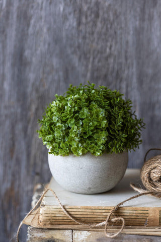 5" Herbe Plant