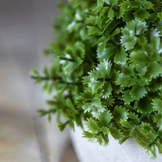 5" Herbe Plant