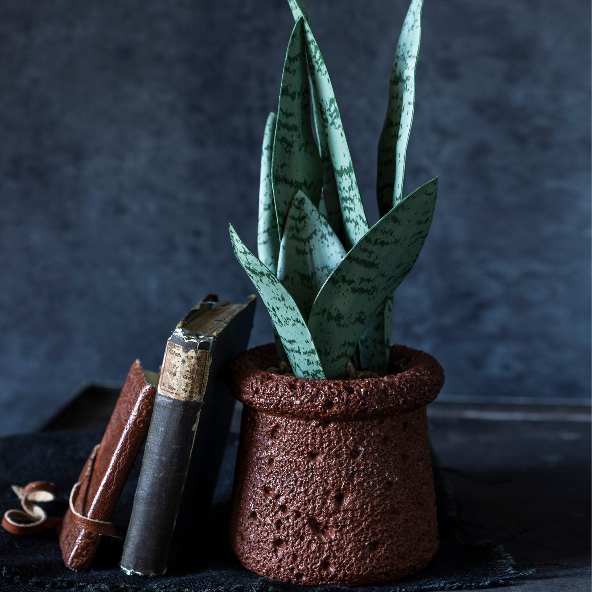 real snake plant for sale 14.5" Snake Plant