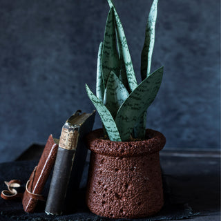 14.5" Snake Plant