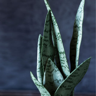 14.5" Snake Plant