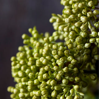 22" Olive Viburnum Stem