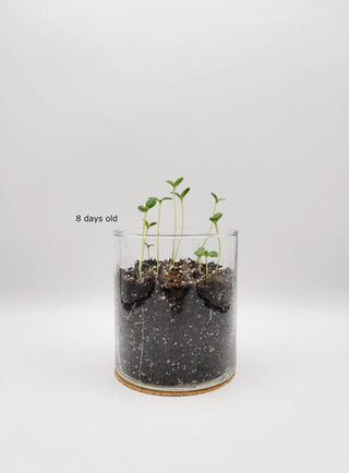 Essential Happy Birthday Flower Garden Kit