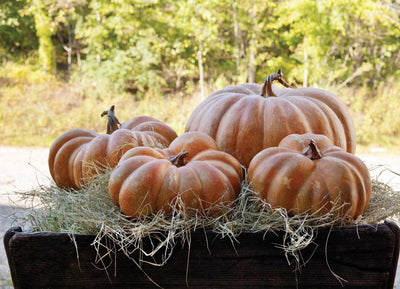 20" Big Papa Pumpkin