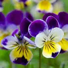 Birthday Garden in a Bag