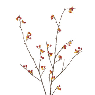 36" Bitter Sweet Stem