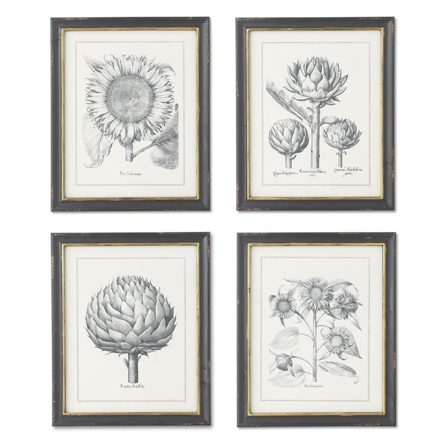 Set of 4 Black and White Framed Botanical Sketch Prints