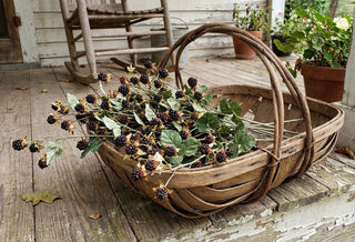 34" Wild Blackberry Stem