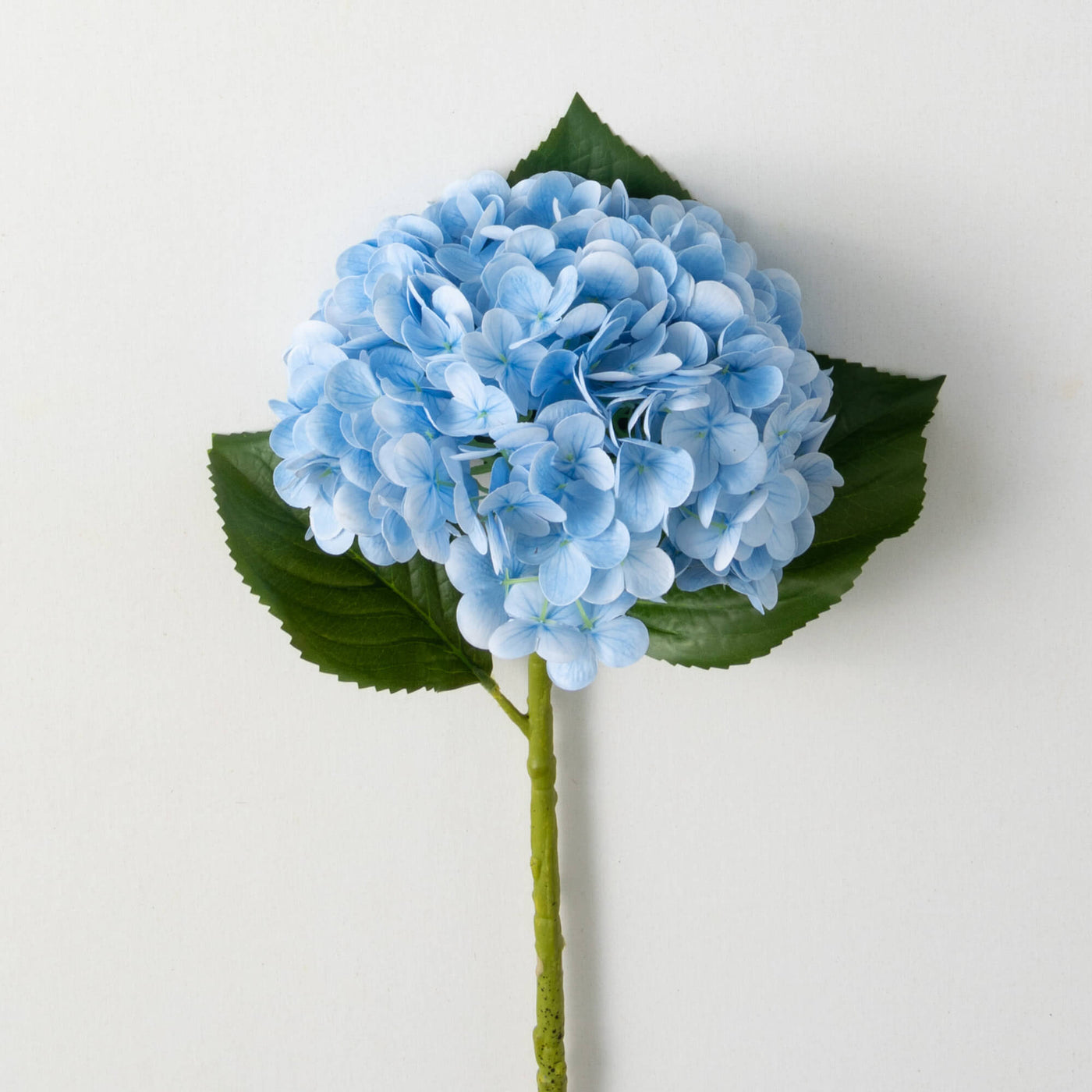 20" Fresh Cut Blue Hydrangea Stem