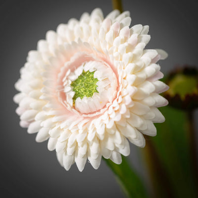 17" Blush Primrose Stem