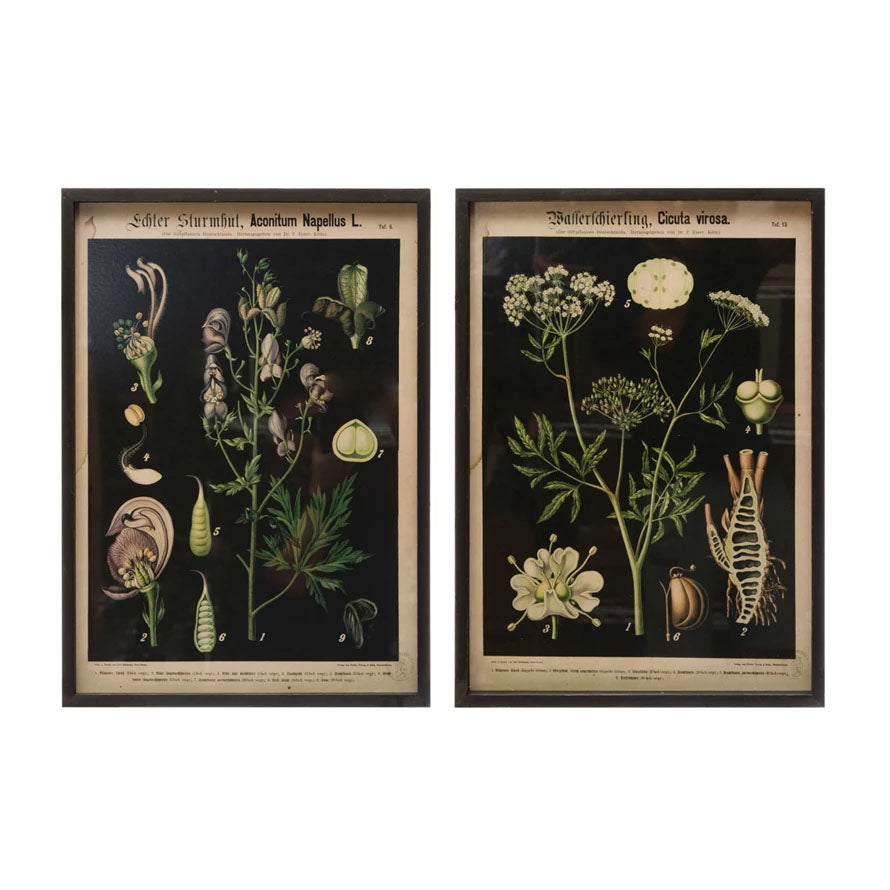 Set of 2 Framed Botanical Prints