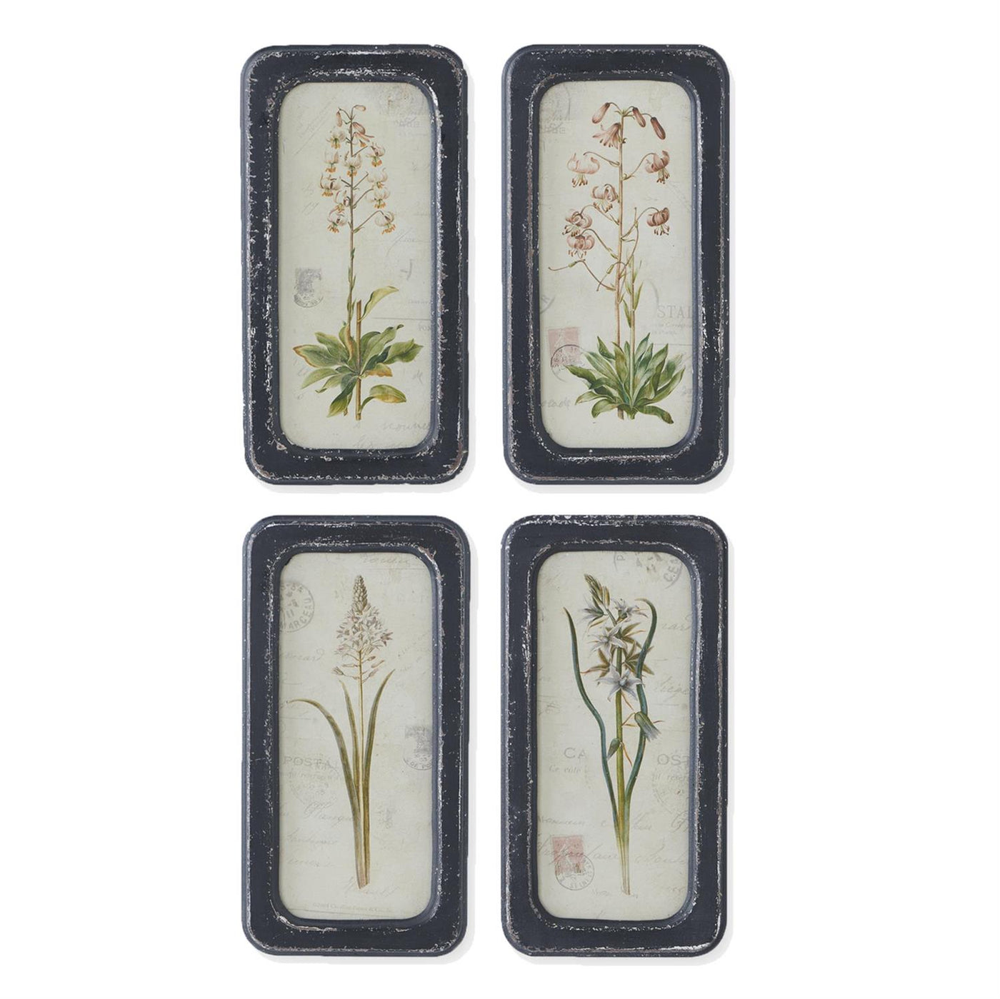 Set of 4 Weathered Black Framed Botanical Prints