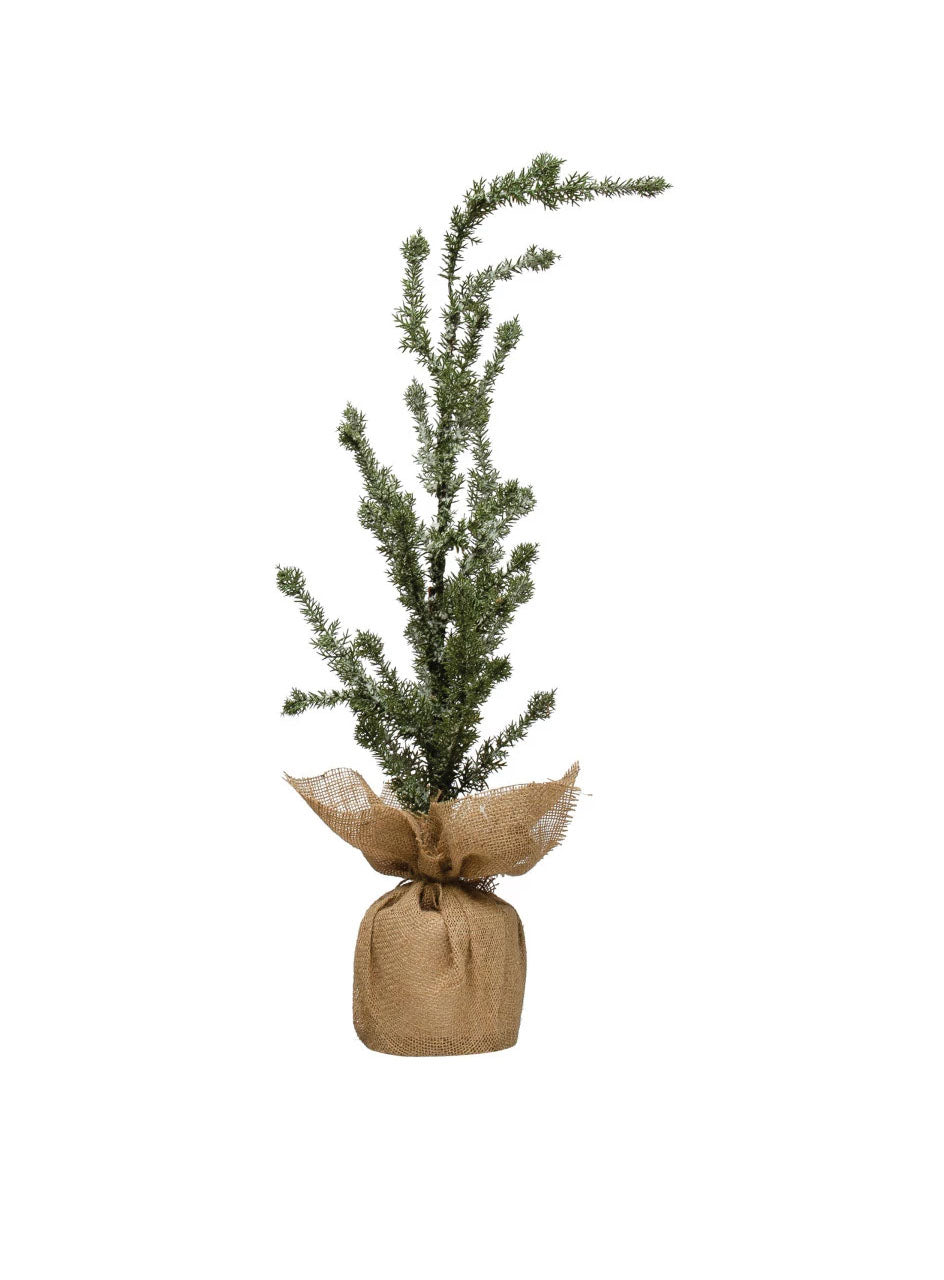 36" Burlap Based Pine Tree