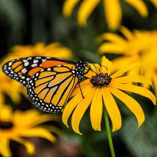 Scatter Garden Seeds Monarch Butterfly Milkweed & Flower Garden