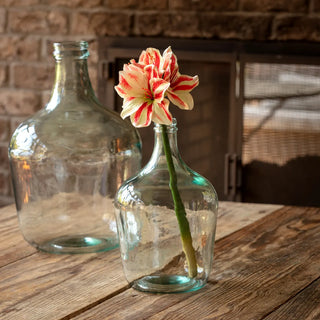 16" Grand Amaryllis Candy Cane Stem