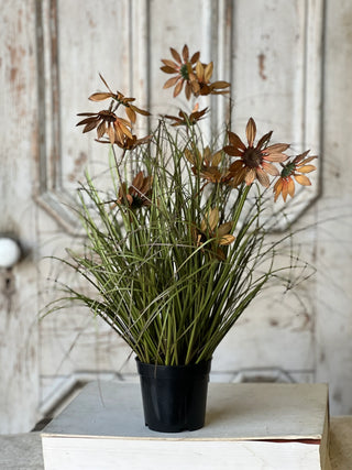 23" Caraway Coneflower in Pot
