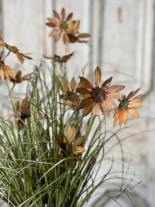 23" Caraway Coneflower in Pot