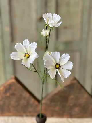 27" Cockle Cosmos Stem - Cream