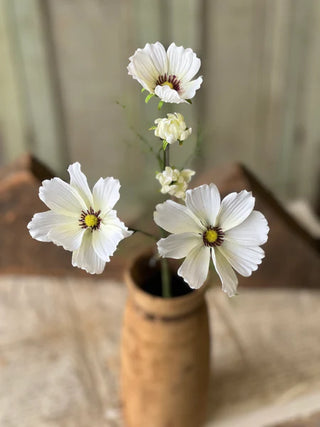 27" Cockle Cosmos Stem - Cream