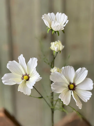 27" Cockle Cosmos Stem - Cream