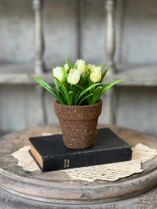 5" Potted Teacup Tulip - Choose Your Favorite Color
