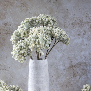 Cream Yarrow Stem