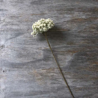 Cream Yarrow Stem