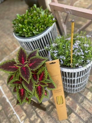 Citronella Incense Sticks - Pack of 10