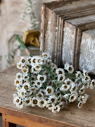 30" Fairchild Daisy Bundle