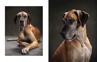 Year of the Dogs Book