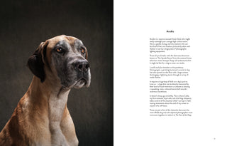 Year of the Dogs Book