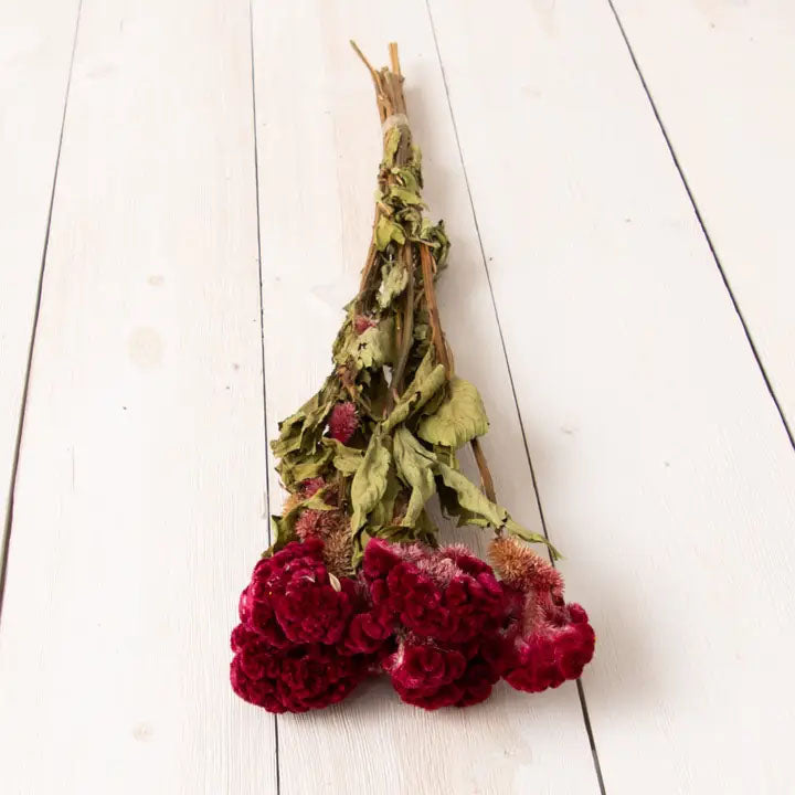 Dried Celosia Bundle