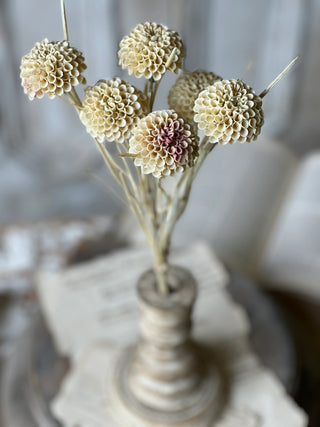 15" Lollipop Dahlia Stem Bundle - Flax